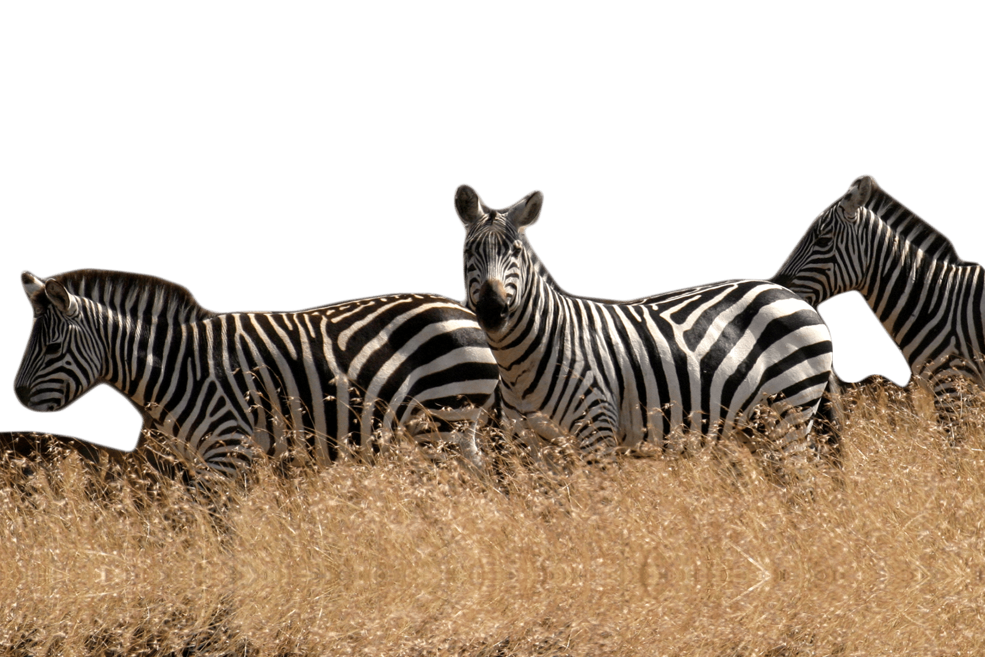 ZEBRA_2_0