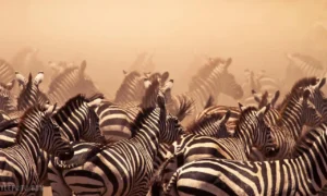 Wielka Migracja Serengeti